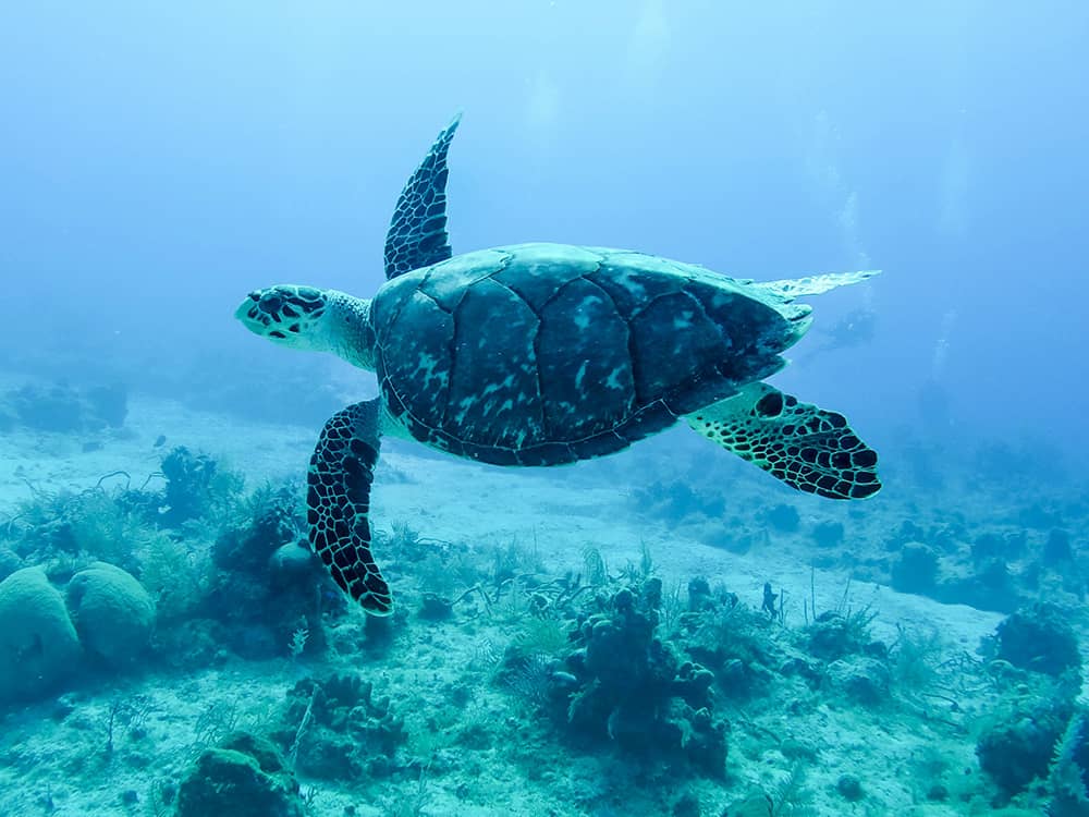 kevin-wolf-jZ0Q7vAOF7A-unsplash Sea turtle