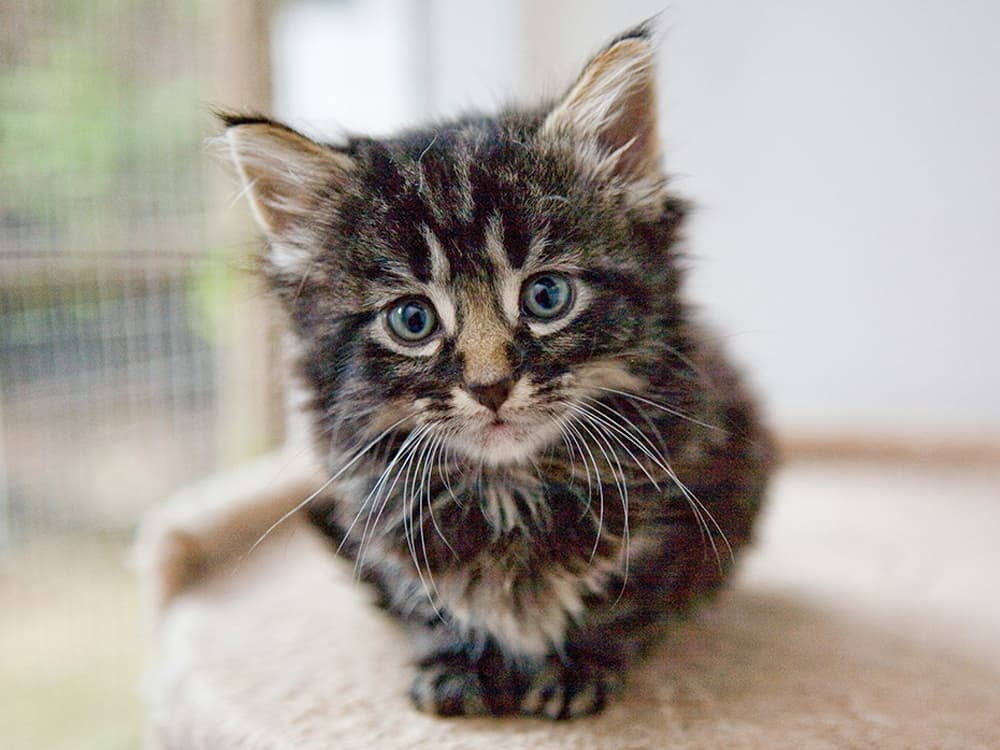Kitten sitting